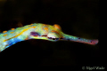   Pipefish Eilat. Nikon D200 105mm 4T dioptre Eilat  